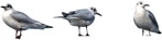 Bird cut out animal png (4736) - miniature