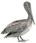 Bird cut out animal png (5426) - miniature