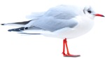 Bird cut out animal png (5725) - miniature
