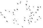 Bird png animal cut out (6535) - miniature