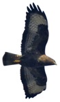 Bird cut out animal png (9447) - miniature