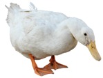 Bird duck  (14013) - miniature