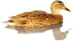 Bird duck cut out animal png (4598) - miniature