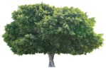 Cutout tree plant cutouts (3814) - miniature