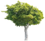 Png tree plant cutouts (3813) - miniature