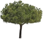 Cut out tree pinus cut out plants (14031) - miniature