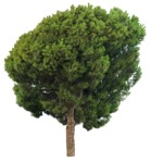 Tree pinus  (17241) - miniature