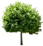 Png tree platanus acerifolia acerifolia png vegetation (14022) - miniature
