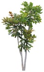 Png tree polyscias cutispongia cutout plant (16949) - miniature