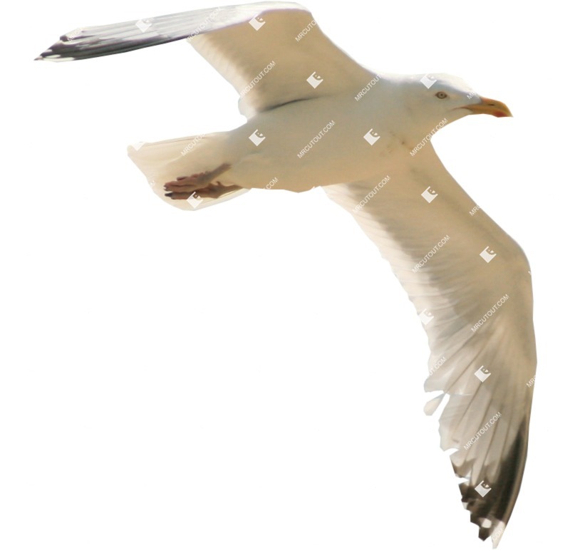 Bird png animal cut out (307)