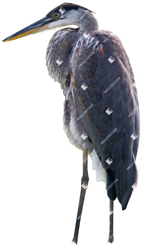 Bird png animal cut out (309)