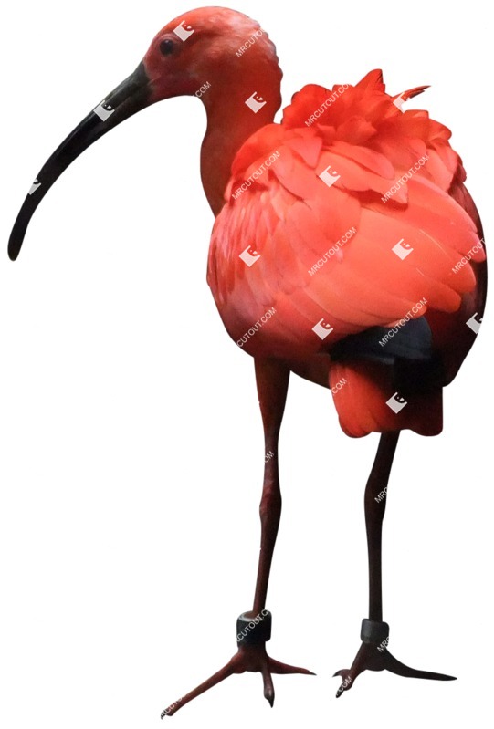 Bird cut out animal png (710)