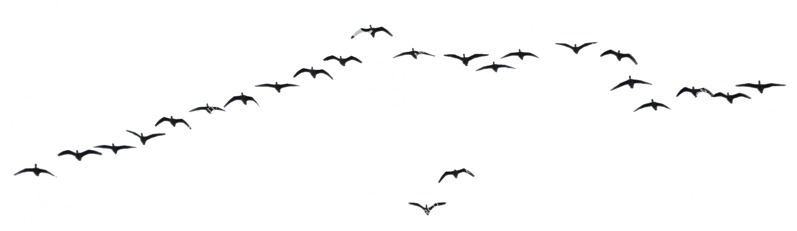 Bird cut out animal png (1127)