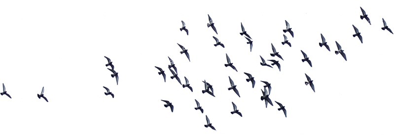 Bird cut out animal png (1920)