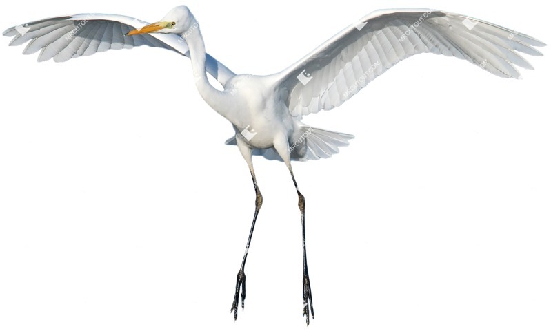 Bird cut out animal png (4514)
