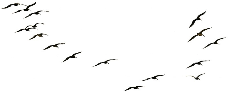 Bird png animal cut out (4549)