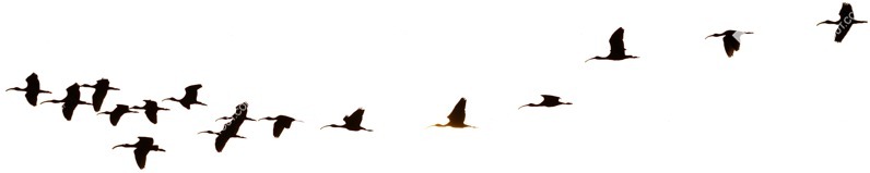 Bird png animal cut out (4550)