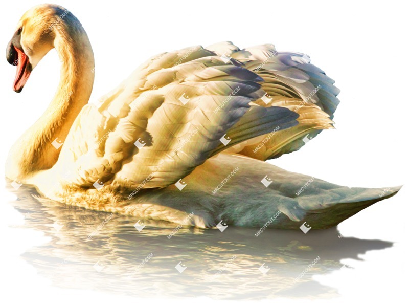 Bird cut out animal png (4600)