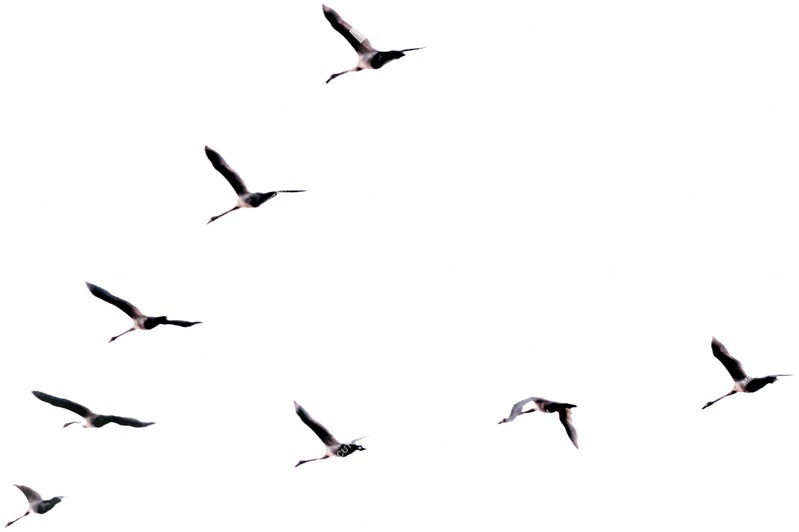 Bird cut out animal png (4641)