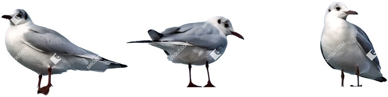 Bird cut out animal png (4736)