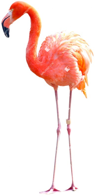Bird png animal cut out (4765)