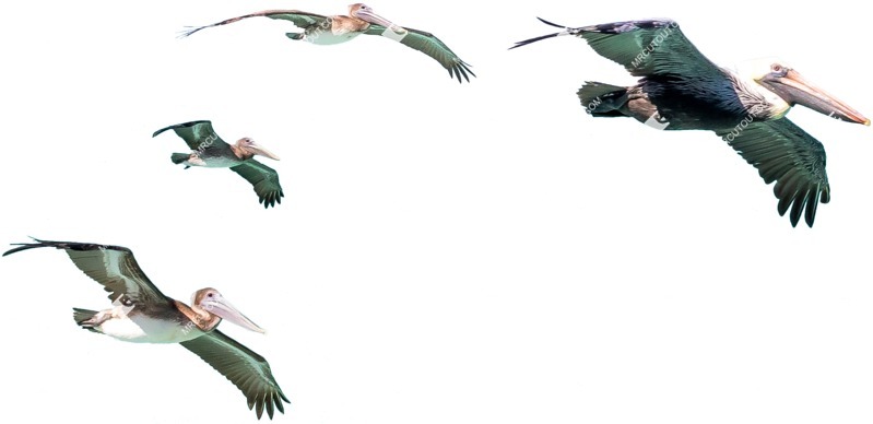 Bird png animal cut out (4822)