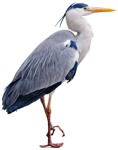 Bird png animal cut out (4729) - miniature