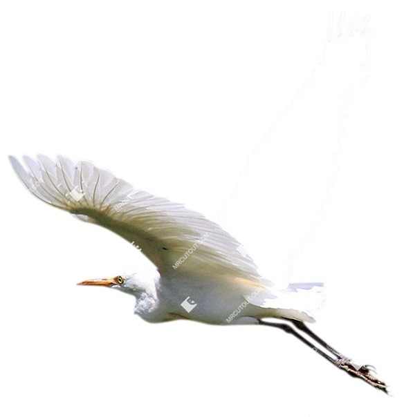 Bird png animal cut out (4835)