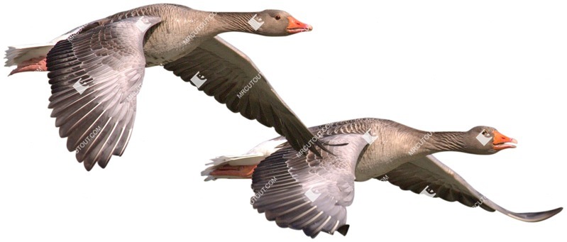 Bird cut out animal png (4894)
