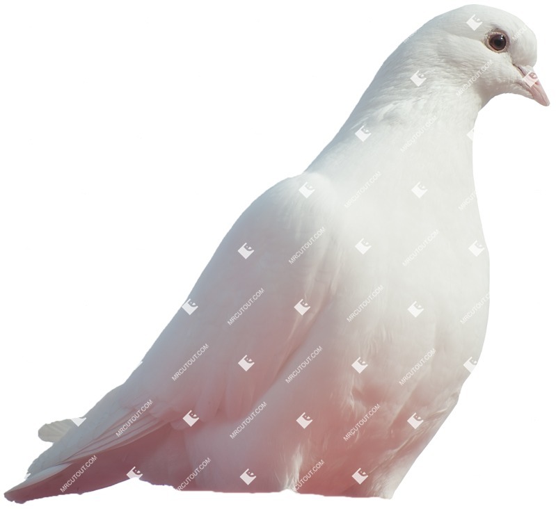 Bird png animal cut out (4942)