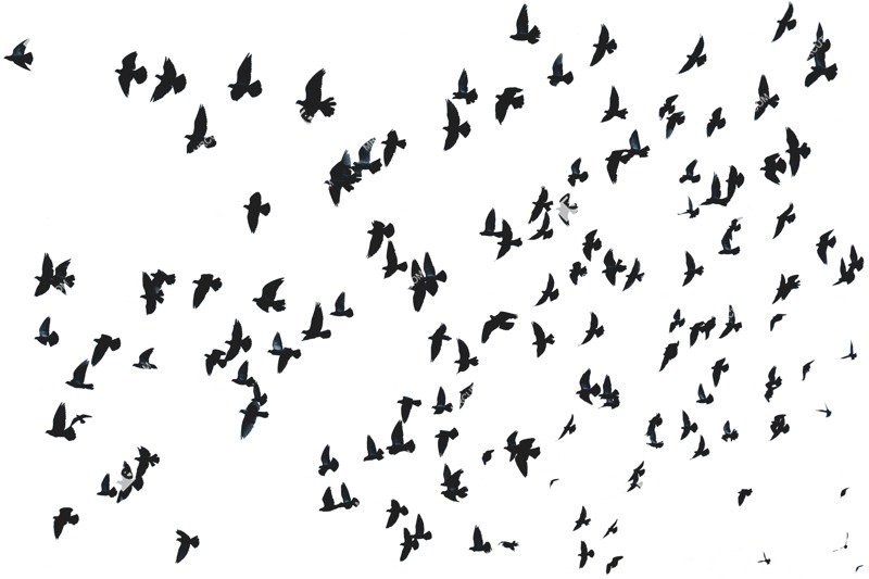 Bird png animal cut out (4943)