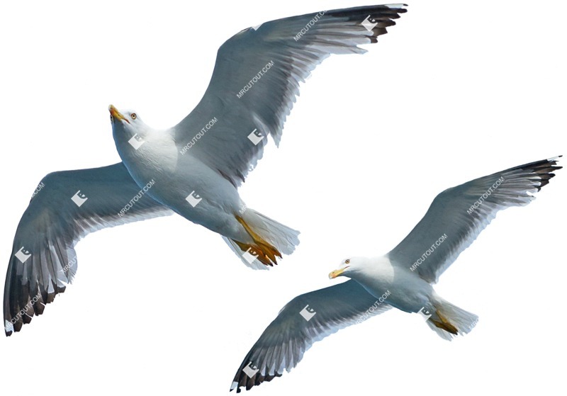 Bird png animal cut out (4963)