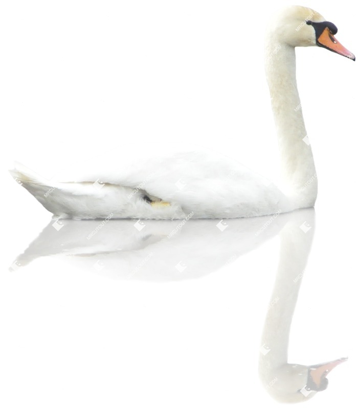 Bird png animal cut out (4987)
