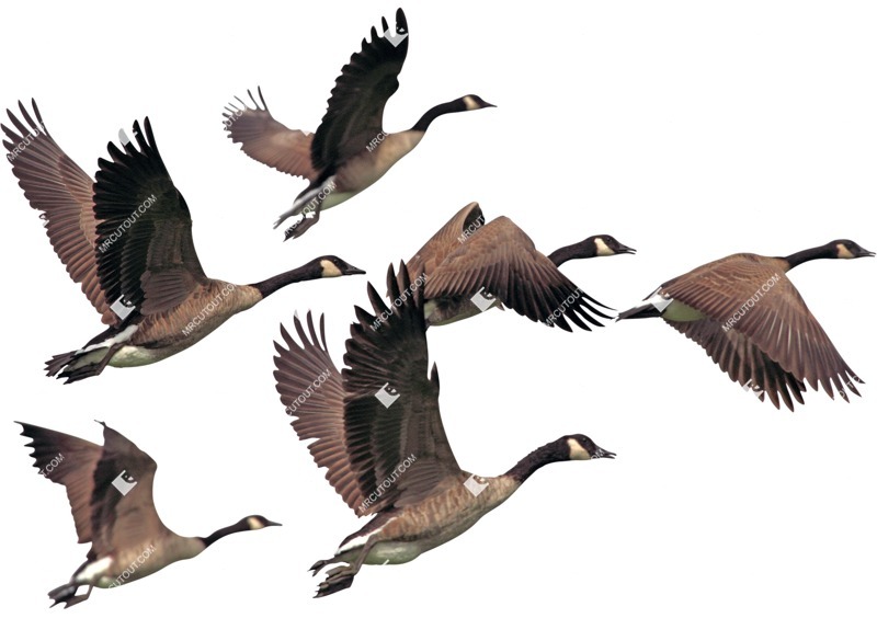 Bird cut out animal png (5689)