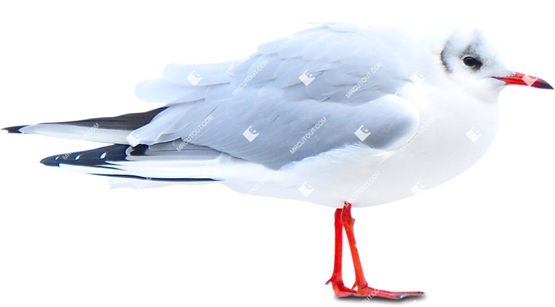 Bird cut out animal png (5725)
