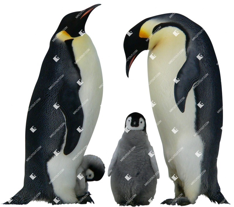 Bird png animal cut out (5831)