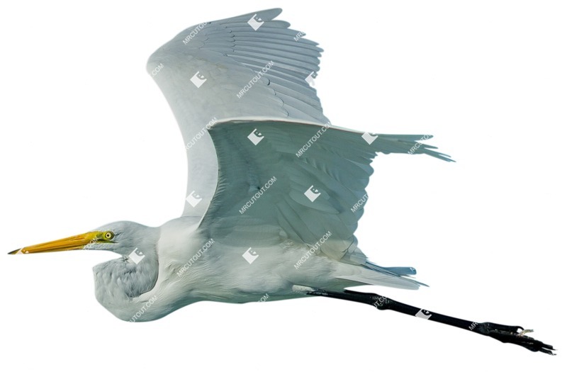 Bird cut out animal png (6014)