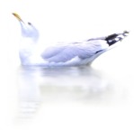 Bird  (6460) - miniature