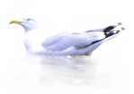 Bird  (6271) - miniature