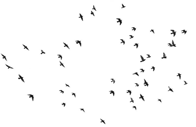 Bird png animal cut out (6535)