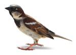 Bird cut out animal png (8569) - miniature