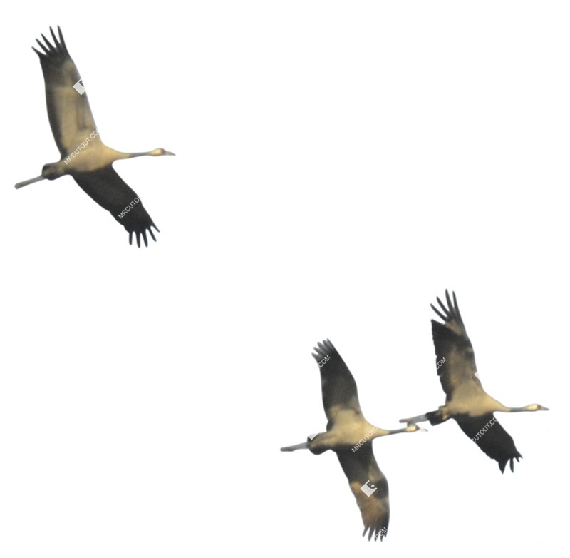 Bird cut out animal png (9281)