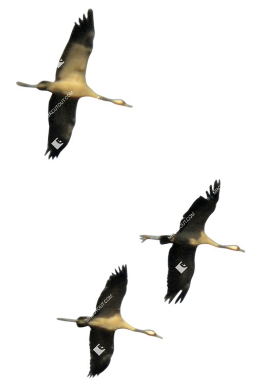 Bird cut out animal png (9204)