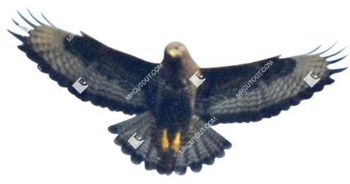 Bird cut out animal png (9443)