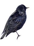 Bird  (9444) - miniature