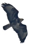 Bird cut out animal png (9481) - miniature