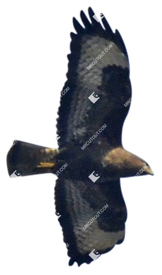 Bird cut out animal png (9447)