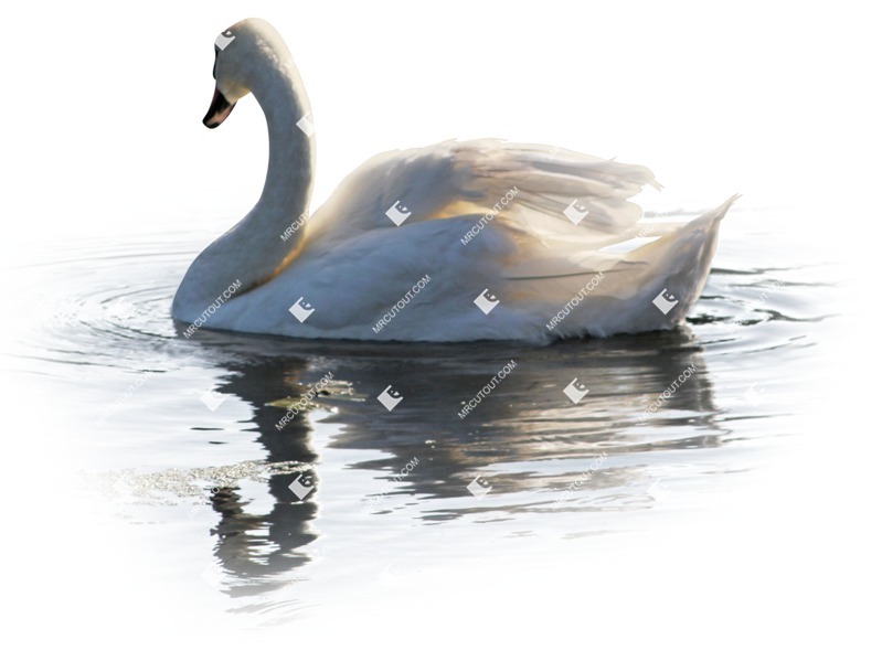 Bird cut out animal png (9450)