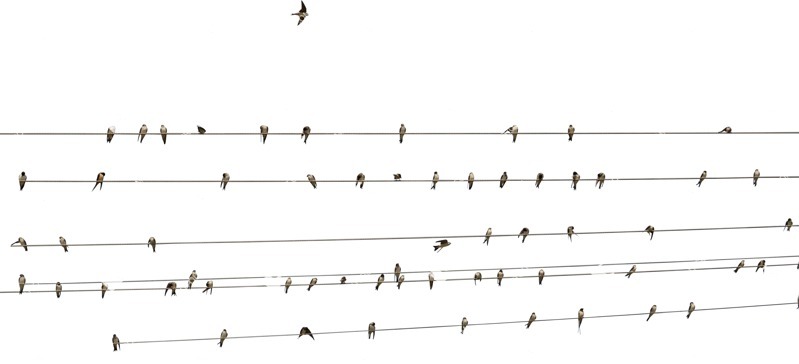 Bird cut out animal png (9451)