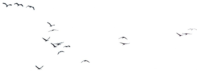 Bird cut out animal png (9453)